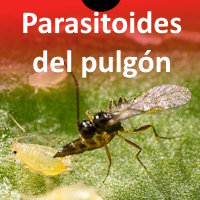 Parasitoides de pulgón
